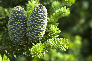 Image showing pine branch with cone