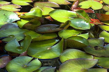 Image showing peaceful garden. nenuphar