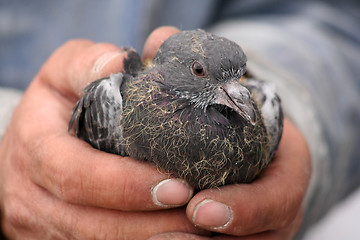 Image showing Bird in Hand