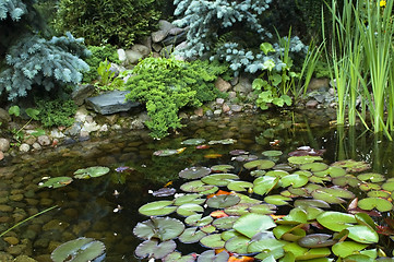 Image showing peaceful garden. nenuphar