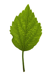 Image showing Detail of a leaf blade of a hibiscus