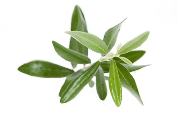 Image showing olive branch