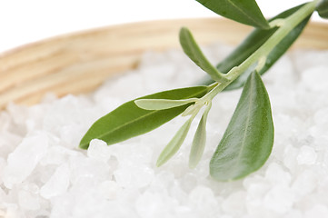 Image showing fresh olive branch and bath salt isolated on the white backgroun