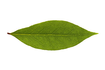 Image showing bay leaves. fresh herbs