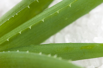 Image showing aloe vera