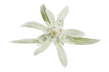 Image showing edelweiss