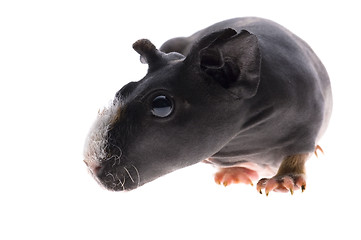 Image showing skinny guinea pig on white background