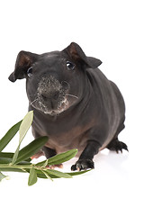 Image showing skinny guinea pig and olive branch on white background