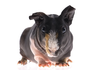 Image showing skinny guinea pig on white background