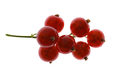 Image showing red currant