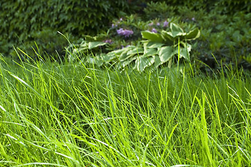 Image showing peaceful garden