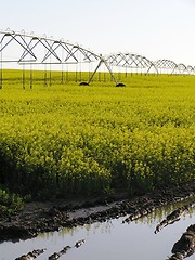 Image showing Irrigated Canola Field