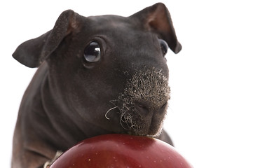 Image showing skinny guinea pig and red apple h on white background