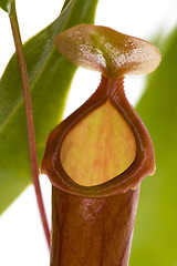 Image showing Leaves of carnivorous plant - Nepenthes