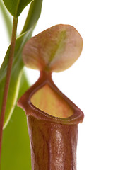 Image showing Leaves of carnivorous plant - Nepenthes