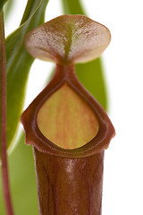 Image showing Leaves of carnivorous plant - Nepenthes