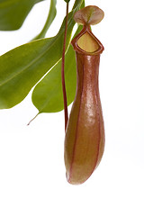 Image showing Leaves of carnivorous plant - Nepenthes