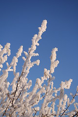 Image showing Frosted Branches