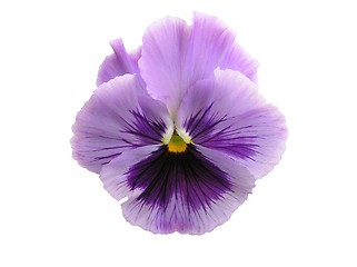 Image showing Isolated Lavender Pansy