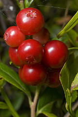 Image showing Cowberry