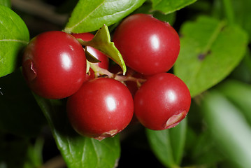 Image showing Cowberry