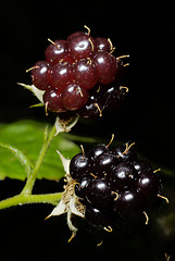 Image showing Blackberry