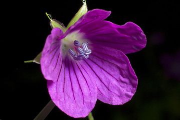 Image showing Flower