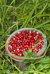 Image showing Berries