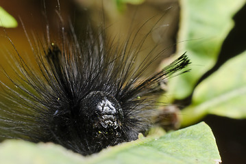 Image showing Caterpillar