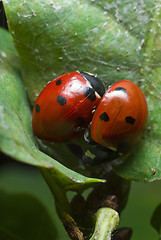 Image showing Ladybirds