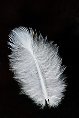 Image showing Feather