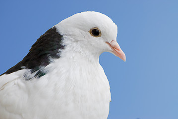 Image showing Pigeon