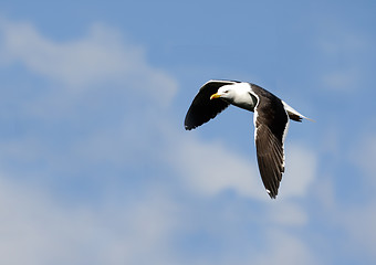 Image showing Gull