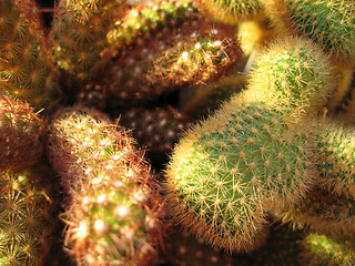 Image showing Cactus 2