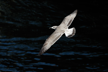 Image showing Gull