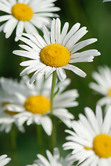 Image showing Camomile