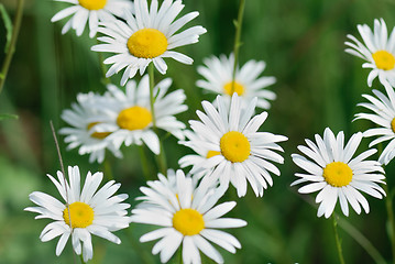 Image showing Camomile