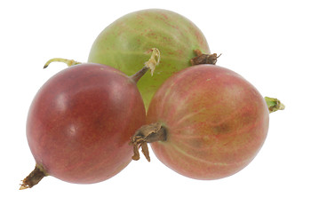 Image showing Gooseberry