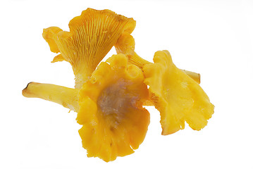 Image showing Chanterelle