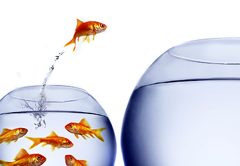 Image showing goldfish jumping out of the water