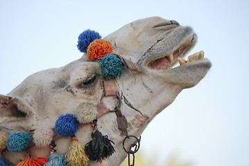 Image showing Camel