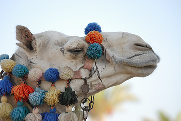 Image showing Camel