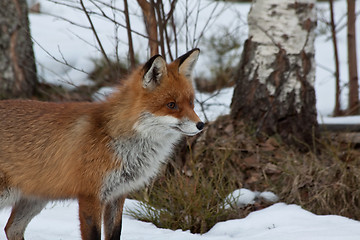 Image showing red fox