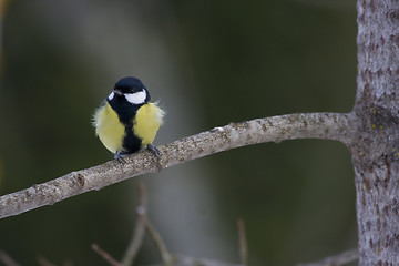 Image showing great tit