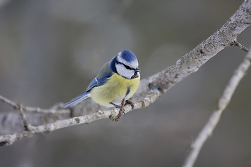 Image showing blue tit 