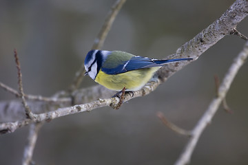 Image showing blue tit