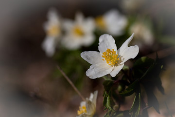 Image showing wood anemone