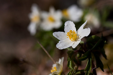 Image showing wood anemone