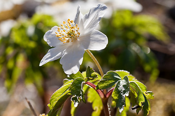 Image showing wood anemone