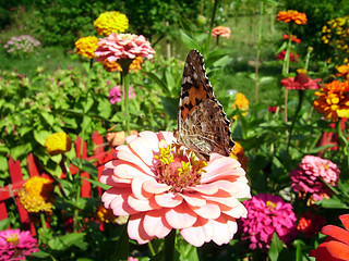 Image showing Garden